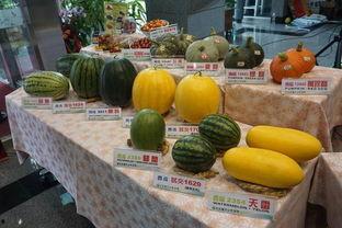 沛县吃瓜最新事件爆料,揭秘背后真相与争议 第3张 沛县吃瓜最新事件爆料,揭秘背后真相与争议 第3张